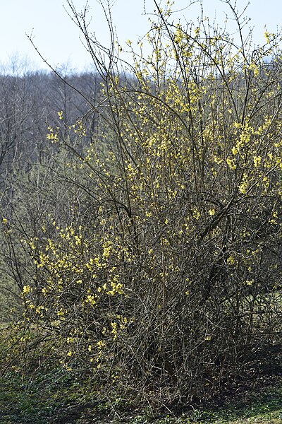 File:Forsythia europaea kz06.jpg