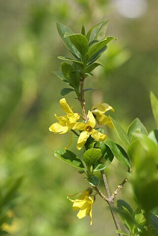 <i>Forsythia viridissima</i> Ornamental flower in the genus Forsythia