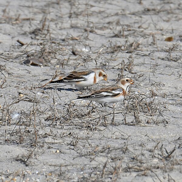 File:Fowler beach 1.28.23 DSC 4896-topaz-enhance.jpg