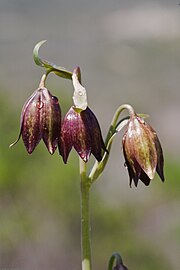 Fritillaria biflora2.jpg