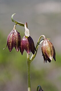 <i>Fritillaria biflora</i> Species of flowering plant