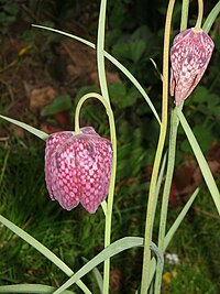 Fritillaria meleagris005.jpg