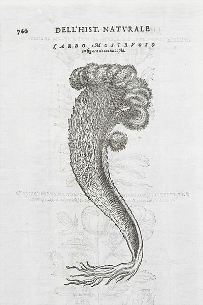 File:From Imperato's 'Dell'Historia...' showing Cardo Mostruso Wellcome L0042690.jpg