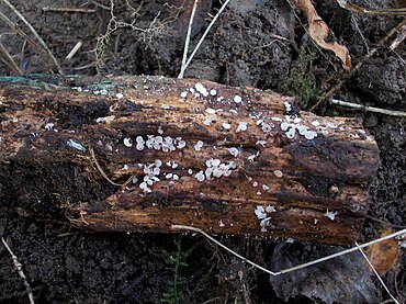 A mass of Cudoniella acicularis growing on dead wood in Gunnersbury Triangle local nature reserve GT Cudoniella acicularis.jpg