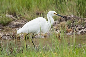 Egretta Thula: Distribución, Características, Comportamiento