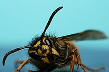 Dolichovespula sylvestris workers can display aggression towards other fertile workers GemeineWespe2.jpg