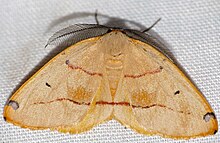 עש גיאומטריד (Omizodes rubrifasciata) (32176841652) .jpg