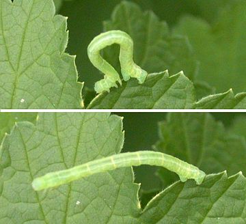 Raupe (Schmetterling)