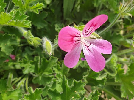 Fail:Geraniales - Pelargonium capitatum - 2.jpg