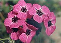 Geranium cinereum subsp. subcaulescens 'Splendens'