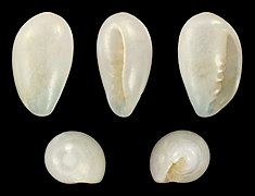 Gibberula philippii, shell