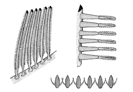 Top left: Gill-rakers attached to the branchial arch, showing the projecting rows of hooks (x50)
Top right: Hooks attached to the gill-raker (x180)
Bottom: Gill-rakers in cross section, showing angle at which hooks project from their point of attachment (water flow is downwards) Gills2.jpg