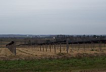 Scenes in the episode were filmed in a ginseng field in Kamloops, British Columbia (Wisconsin pictured). GinsengMarathonCityWisconsin.jpg