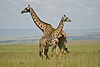 Giraffes in Maasai Mara National Park in Kenya