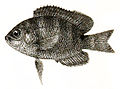 Glyphidodon leucopleura