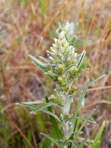 Gnaphalium sylvaticum2010 07 25b.jpg