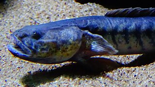 Gobioides broussonnetii - Purple goby - Aqua Porte Dorée 09.JPG