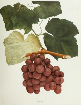 <span class="mw-page-title-main">Goethe (grape)</span> A grape variety one of "Rogers Hybrids"