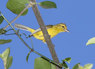 Golden vireo Species of bird