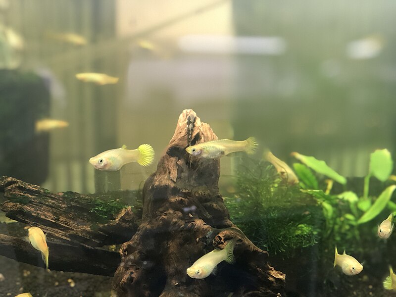 Golden guppies in tank