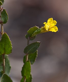 <i>Goodenia benthamiana</i> Species of plant