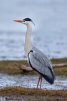 Gray Heron Gray Heron.jpg