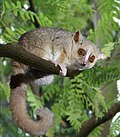 Thumbnail for Lemuri-panya