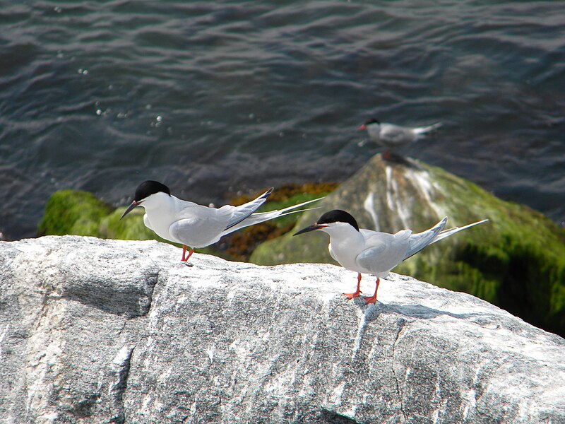 File:Great Gull Island, NY (5913221384).jpg