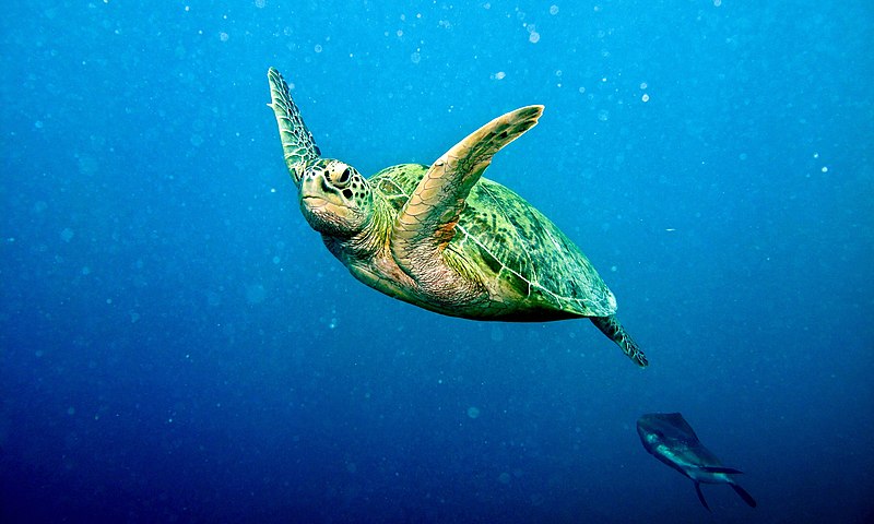 File:Green Turtle (Chelonia mydas) (6133097910).jpg