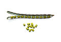 Kacang kapri (Pisum sativum)