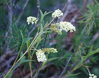 <i>Grevillea synapheae</i> Species of shrub in the family Proteaceae endemic to Western Australia