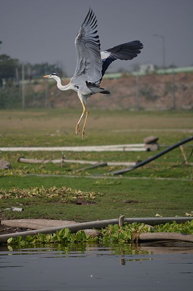 File:Grey Heron, Kumbhargaon Bird Sanctuary, India.jpg