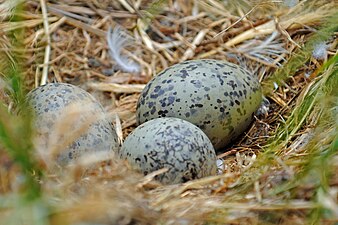 Gull nest on the refuge