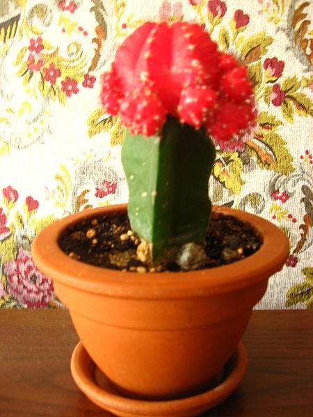 File:Gymnocalycium Hibotan forma Rubra. Grafted cactus..JPG