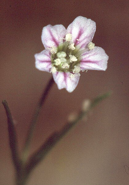 Fil:Gypsophila muralis2 eF.jpg