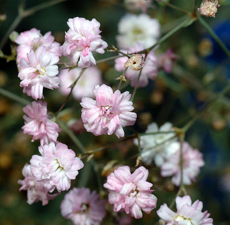 Gypsophila repens - close-up (aka).jpg