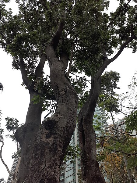 File:HK 中環 Central 香港動植物公園 Zoological and Botanical Gardens flora green leaves April 2020 SS2 73.jpg