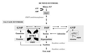 HPRT metabolism.jpg