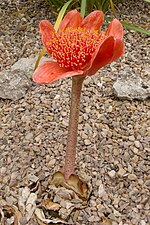 Vignette pour Haemanthus coccineus