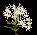 Миниатюра для Hakea lissocarpha