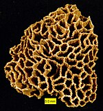 Fossil of the Ordovician-Silurian tabulate coral Halysites HalysitesSilurian.jpg