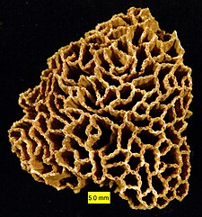 Fossil of the Ordovician-Silurian tabulate coral Halysites HalysitesSilurian.jpg