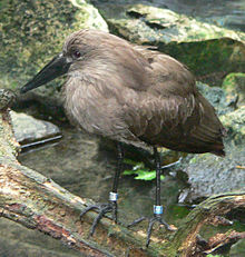 Hammerkop.jpg