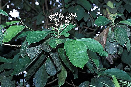 Hasseltia floribunda