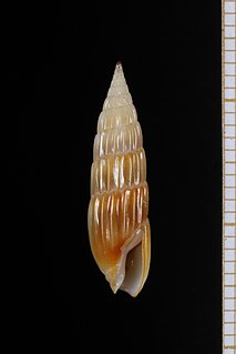 <i>Hastula hastata</i>