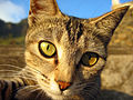 Felis silvestris catus (Cat)
