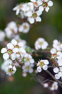 <i>Leptospermum myrsinoides</i> Species of plant