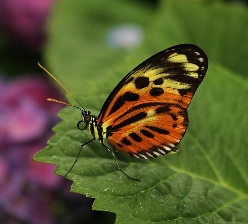 Penna a Sfera Flying Butterfly Green