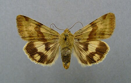 Heliothis adaucta.jpg