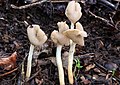 Helvella latispora